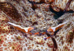 Honored meet you
Nikon D800E, 105 macro.
Two strobo sea... by Marchione Giacomo 